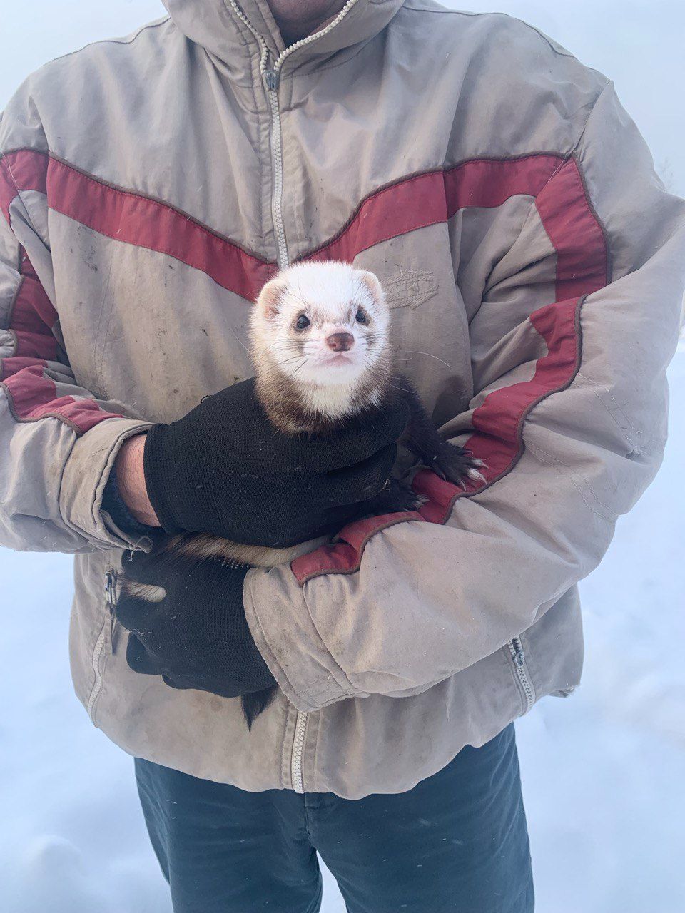 Домашние хорьки ручной