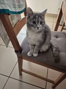 Лада, 3,5 місяці