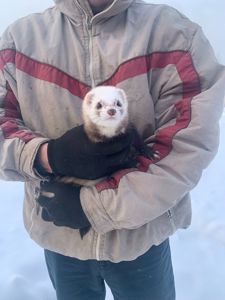 Домашние хорьки ручной