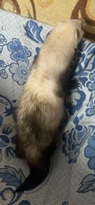 Домашние хорьки ручной