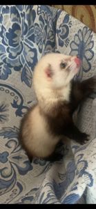 Домашние хорьки ручной