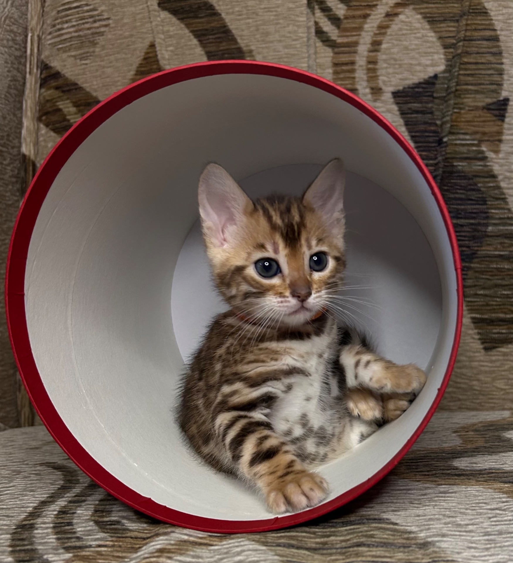 Чудові Бенгальські кошенята