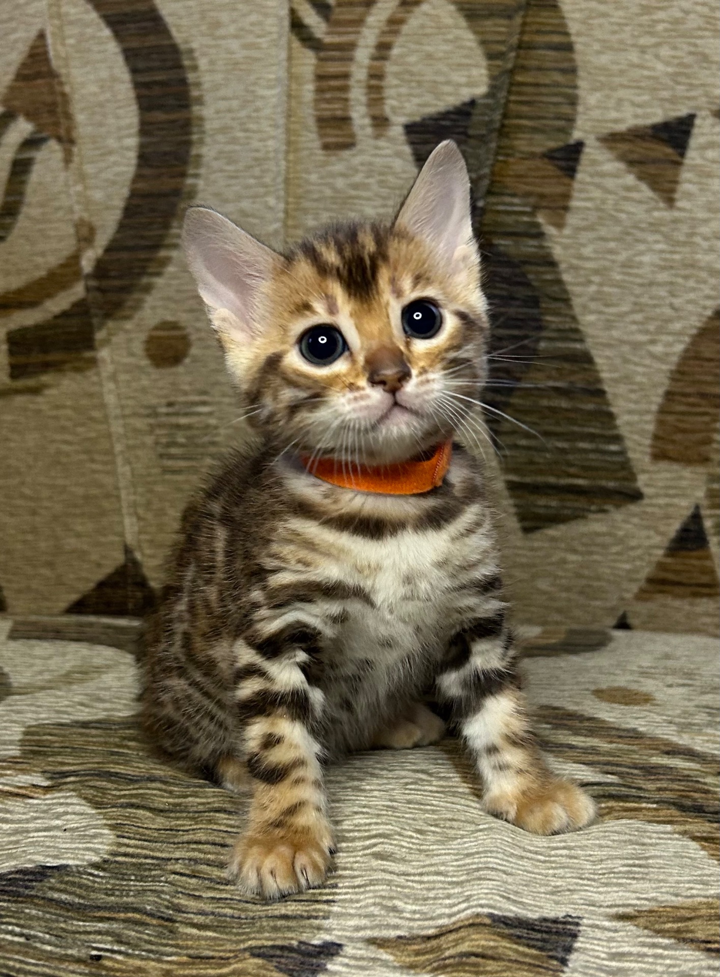 Чудові Бенгальські кошенята