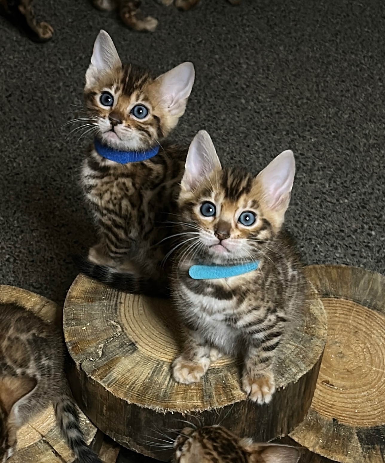 Чудові Бенгальські кошенята