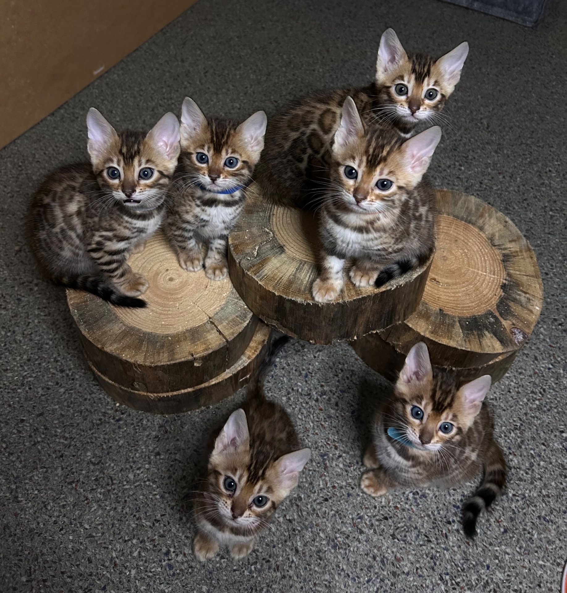 Чудові Бенгальські кошенята