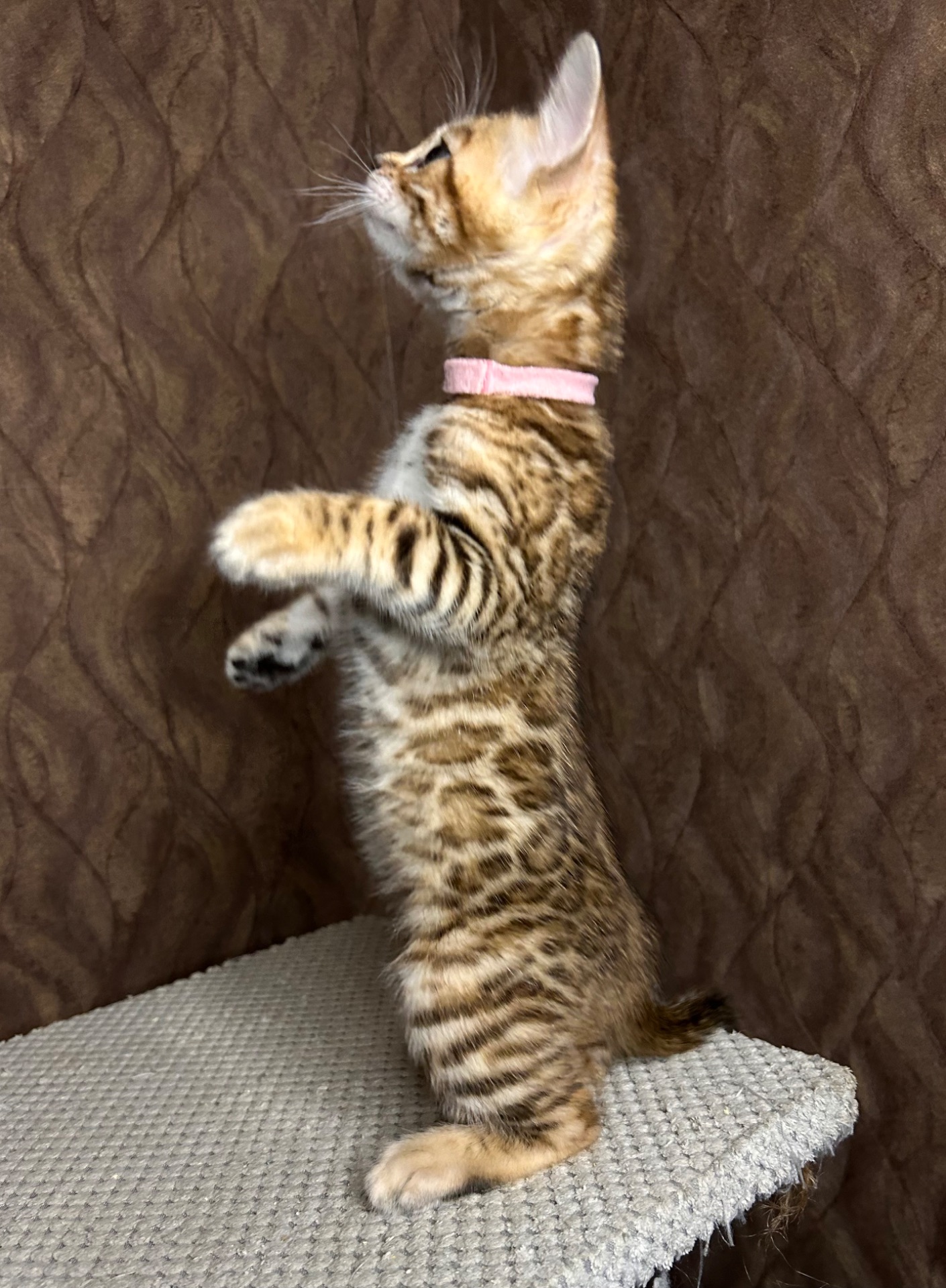 Чудові Бенгальські кошенята