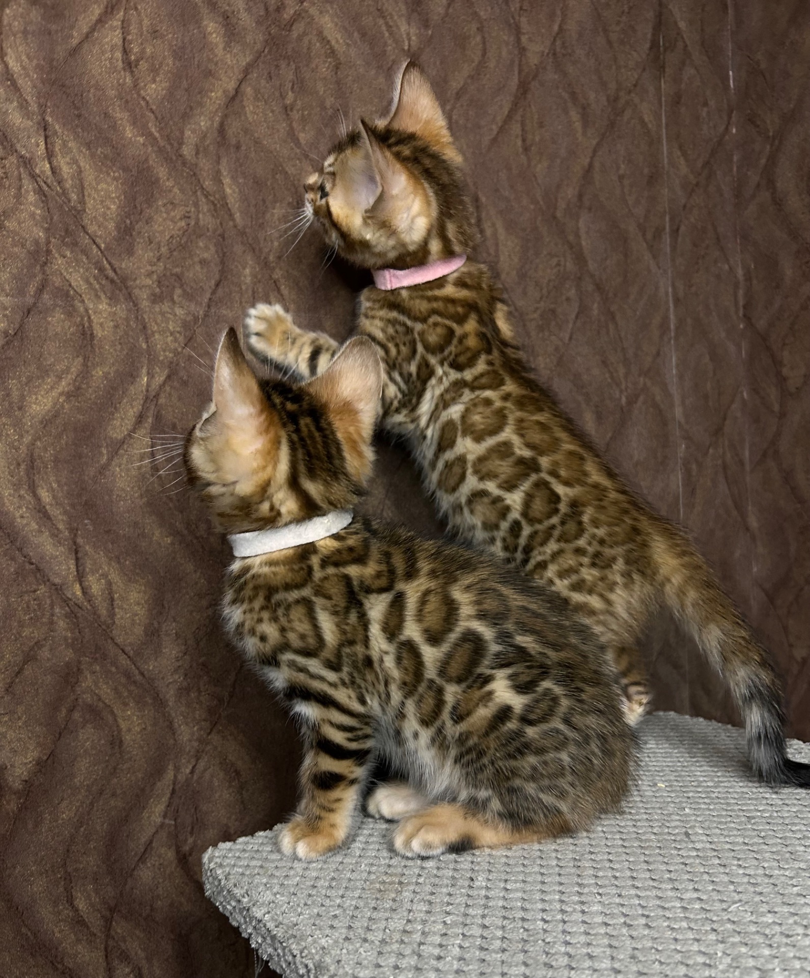 Чудові Бенгальські кошенята