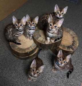 Чудові Бенгальські кошенята