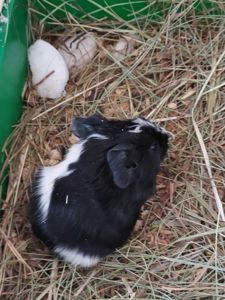 Морська свинка, хлопчик, 2,5 місяця