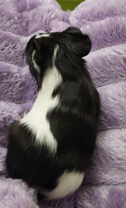 Морська свинка, хлопчик, 2,5 місяця