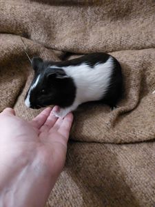 Морська свинка, хлопчик, 2,5 місяця