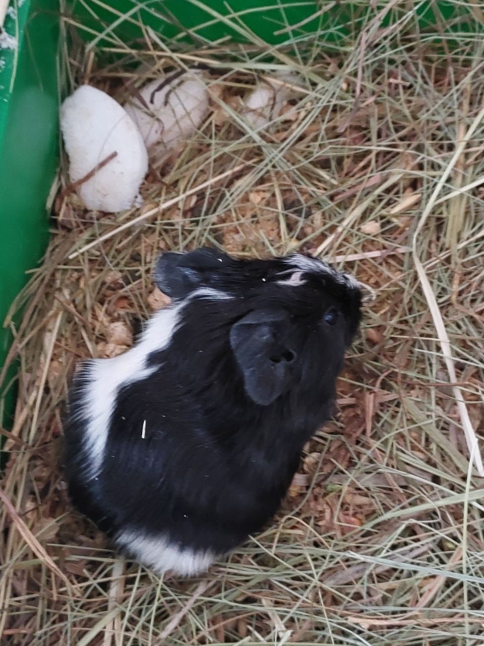 Морська свинка, хлопчик, 2,5 місяця