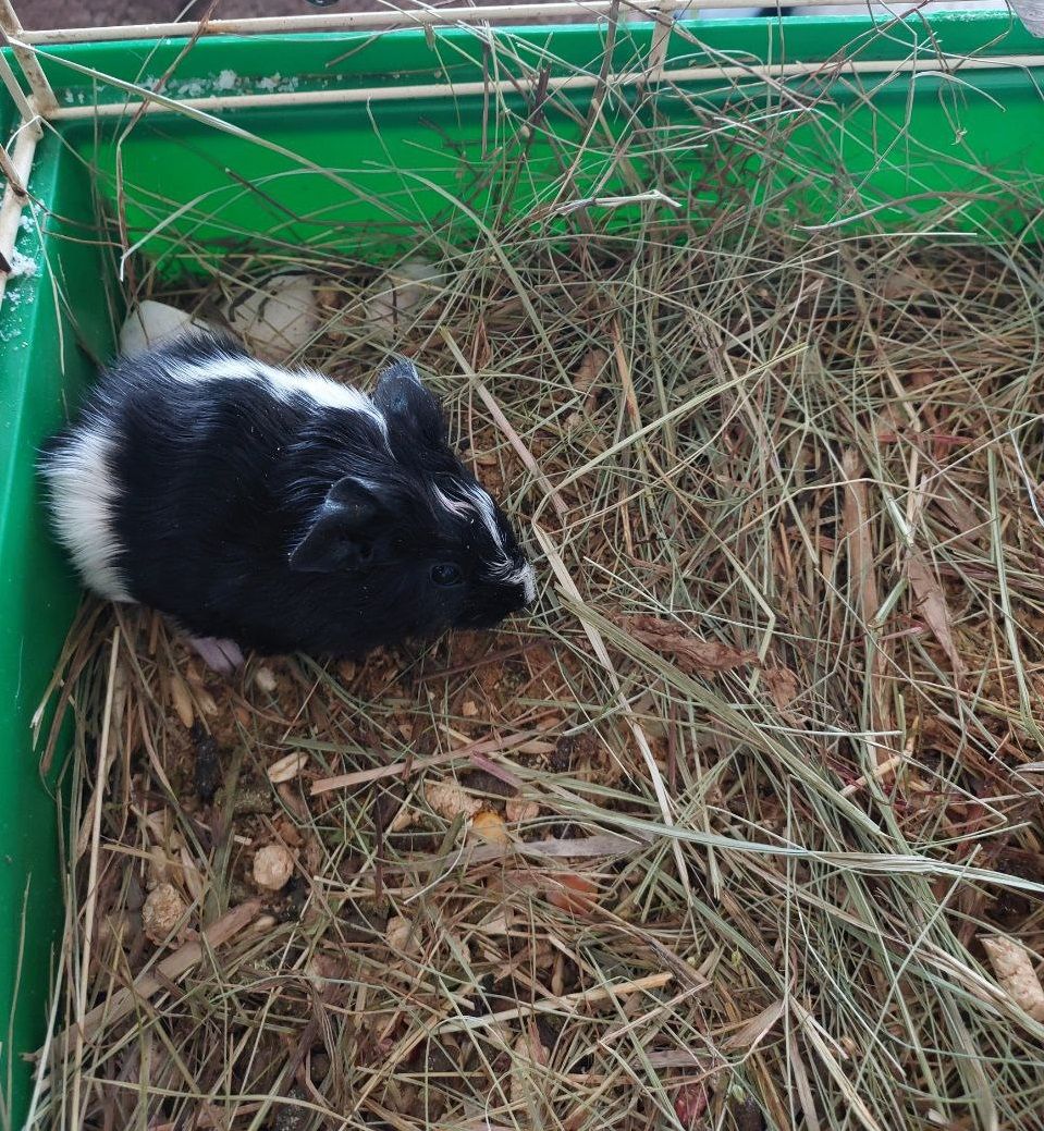 Морська свинка, хлопчик, 2,5 місяця