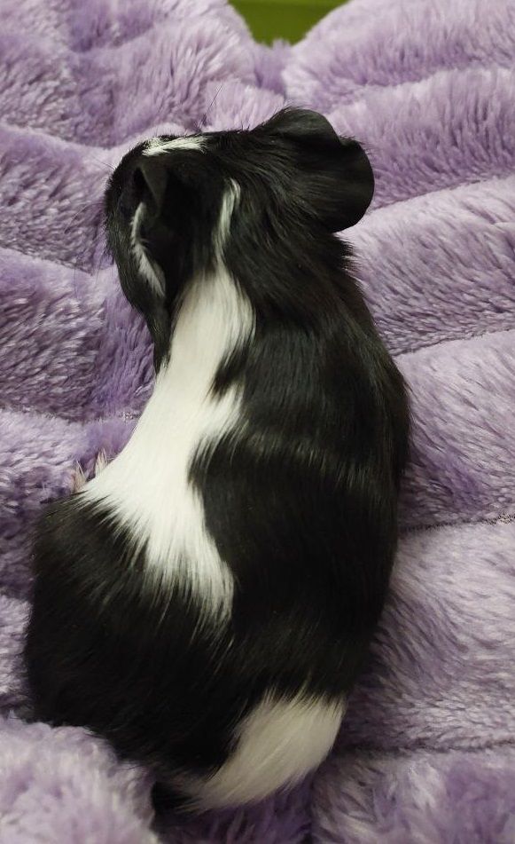 Морська свинка, хлопчик, 2,5 місяця