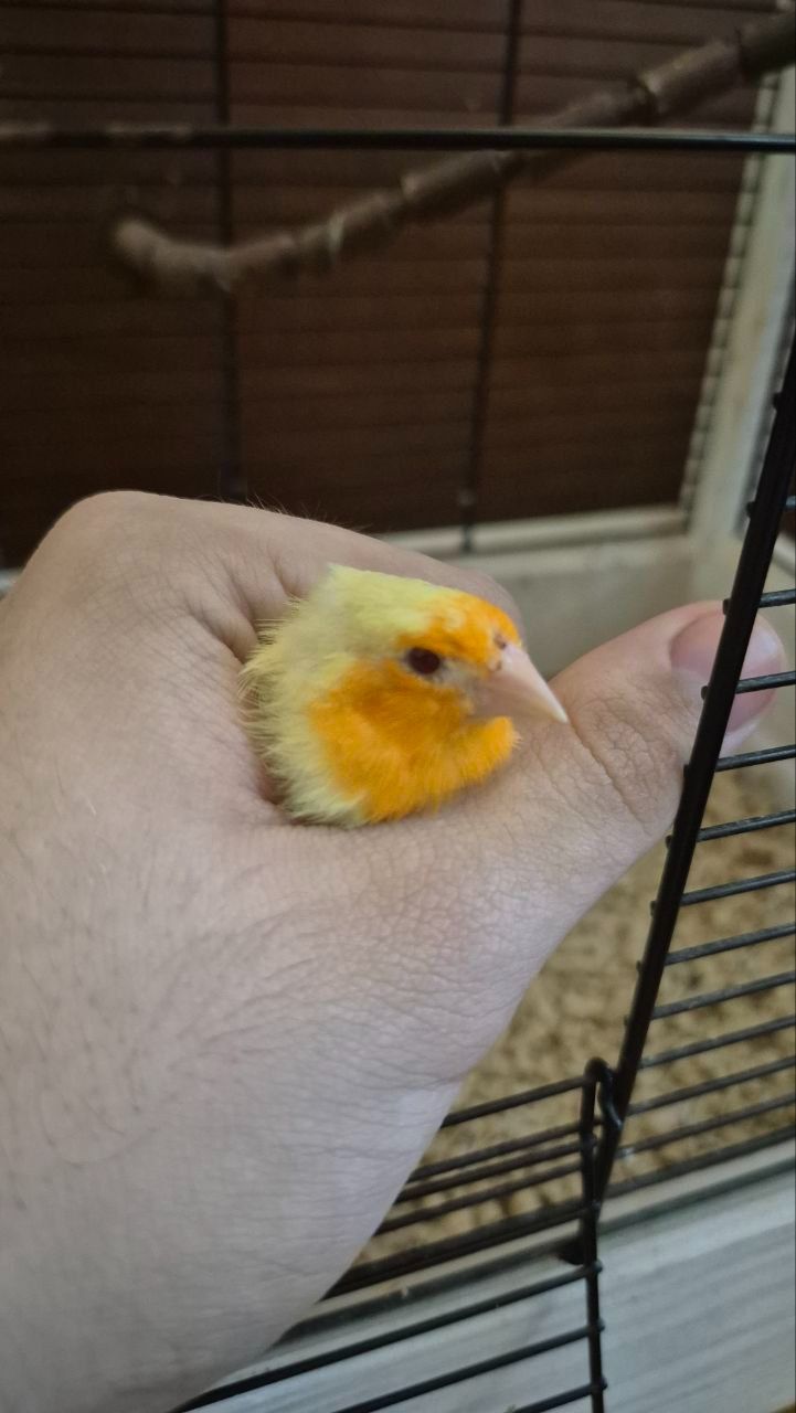 Пара папугайних амадин