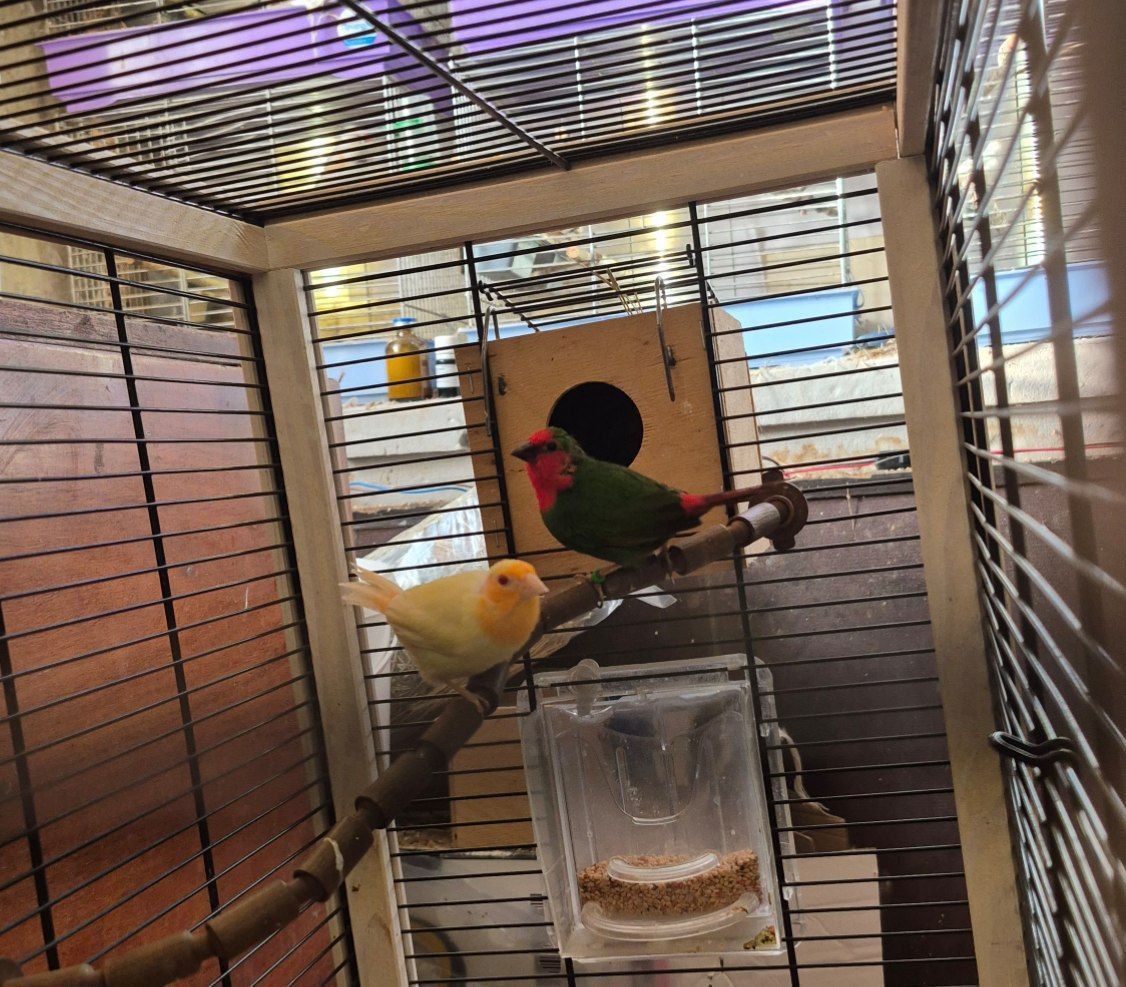 Пара папугайних амадин