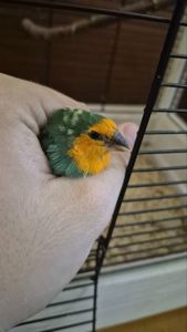 Пара папугайних амадин