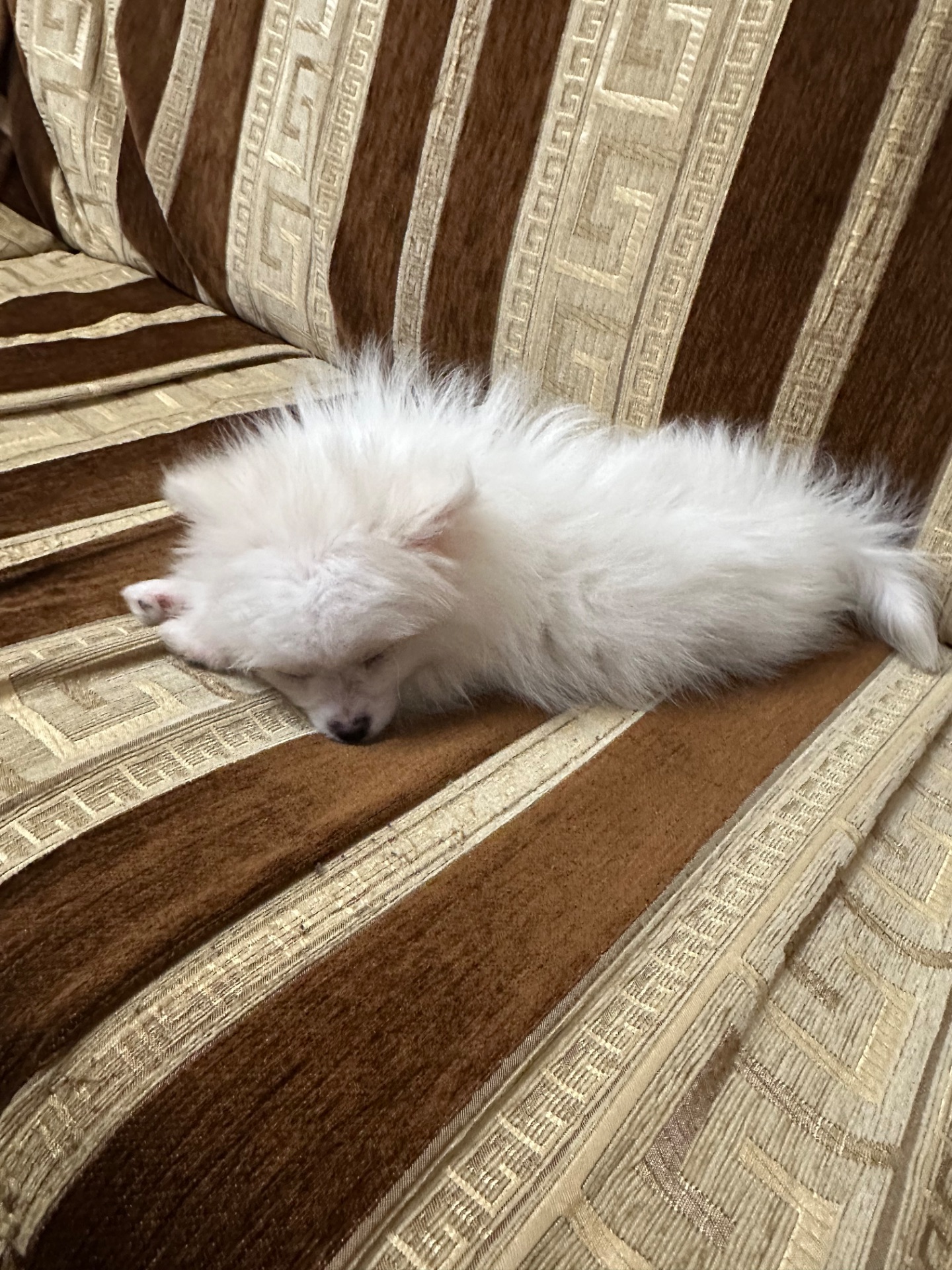 Мини шпиц белый