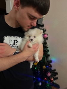 Мини шпиц белый