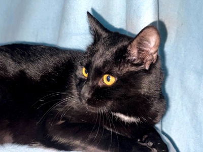 Тактильний Саймон хоче додому