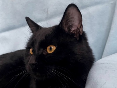 Тактильний Саймон хоче додому