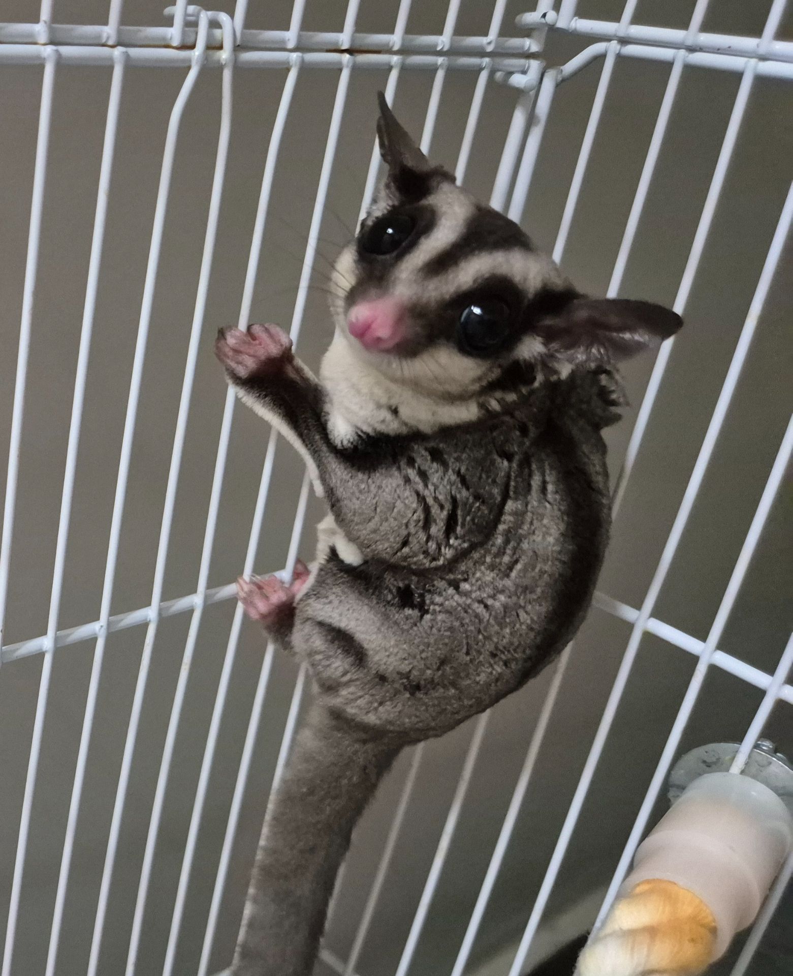 Сахарный посум, белка летяга