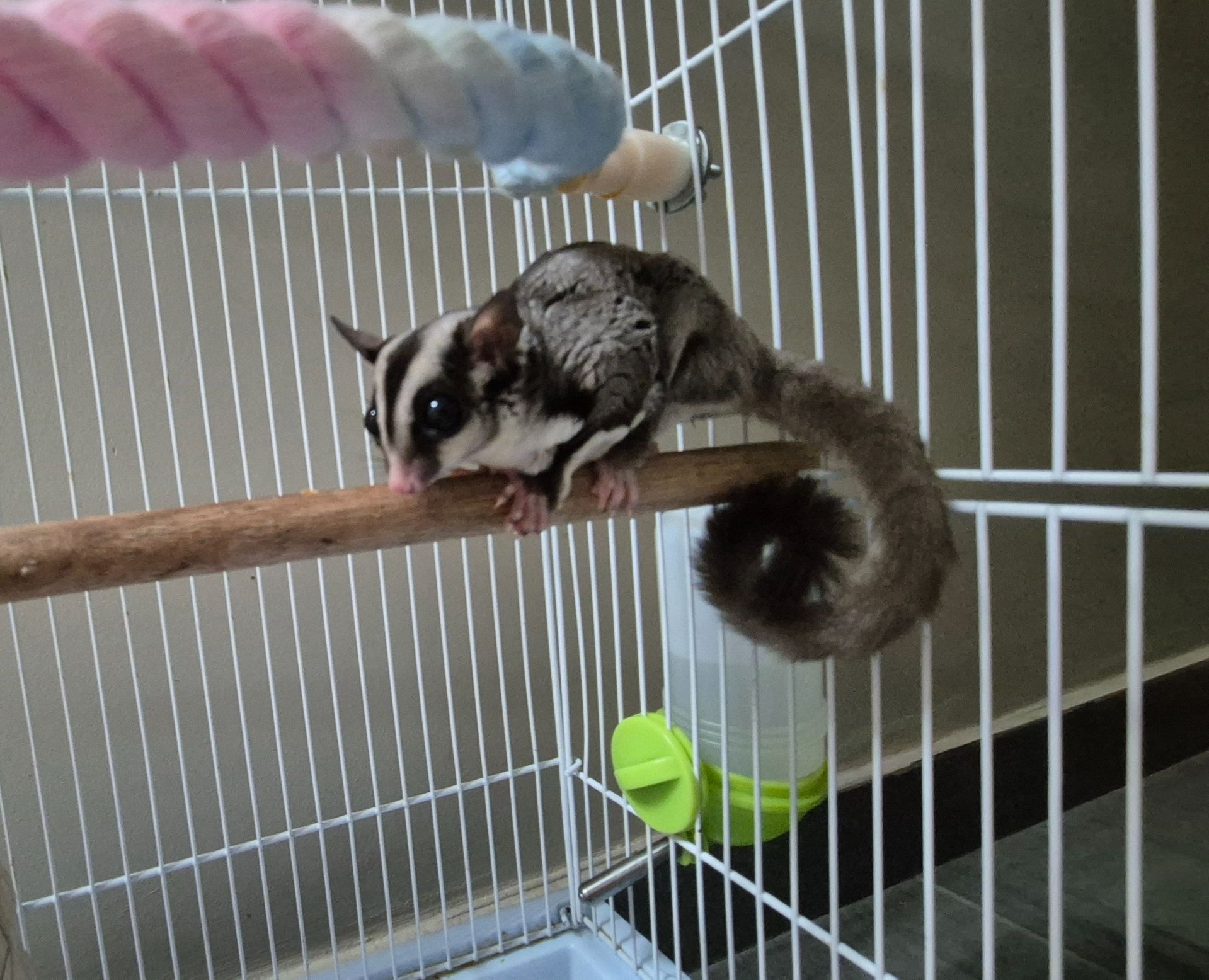 Сахарный посум, белка летяга