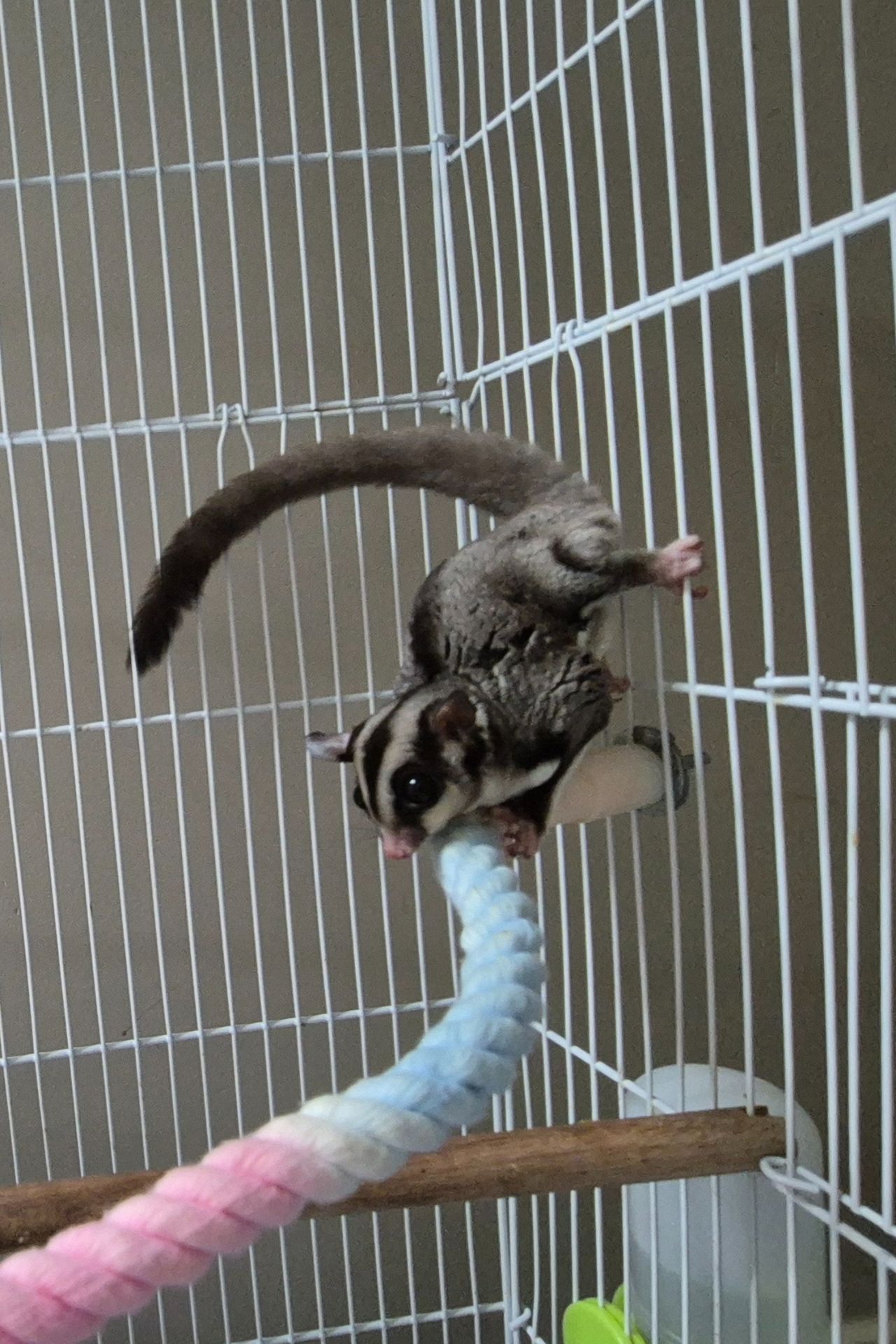 Сахарный посум, белка летяга