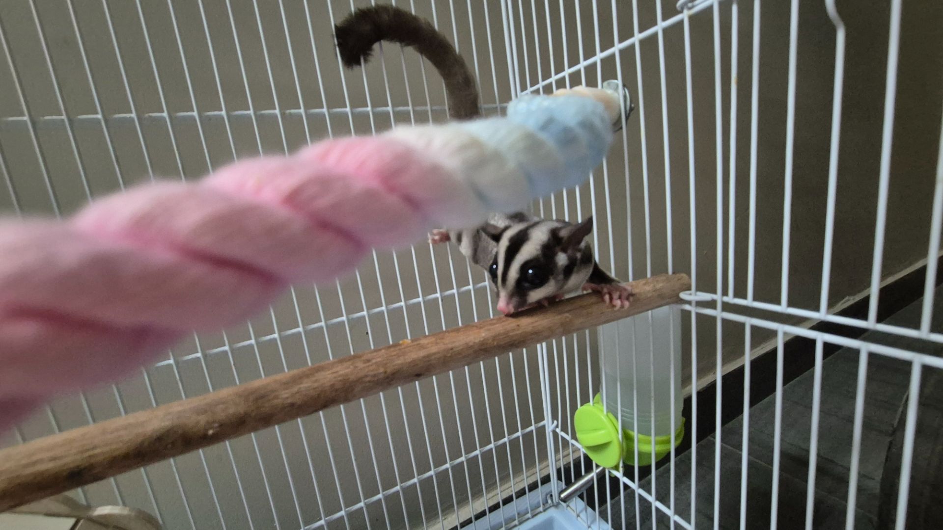 Сахарный посум, белка летяга