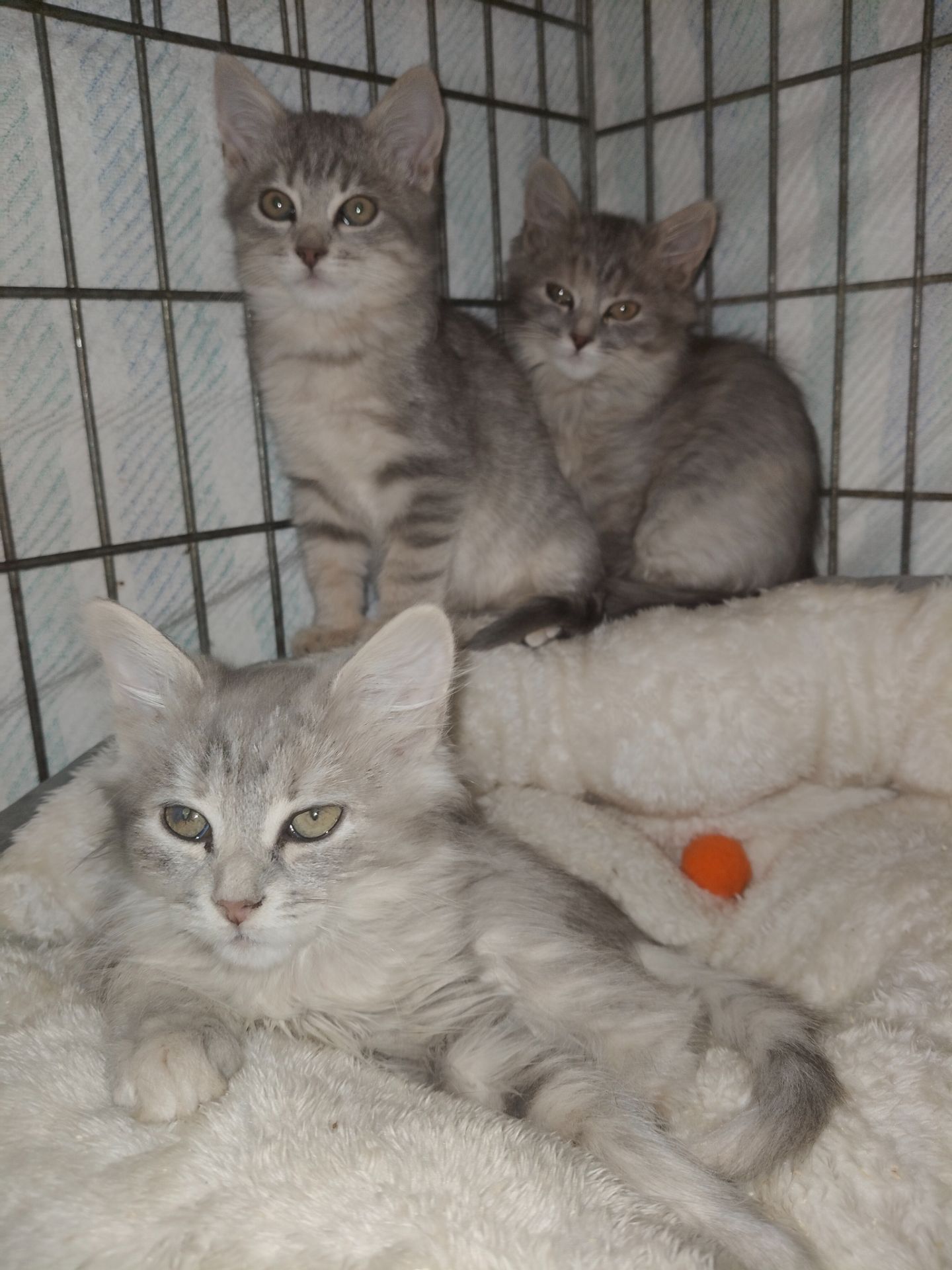 Тім, 3 місяці