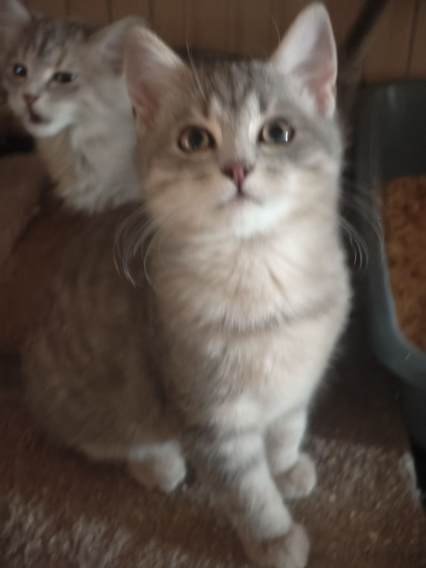 Тім, 3 місяці