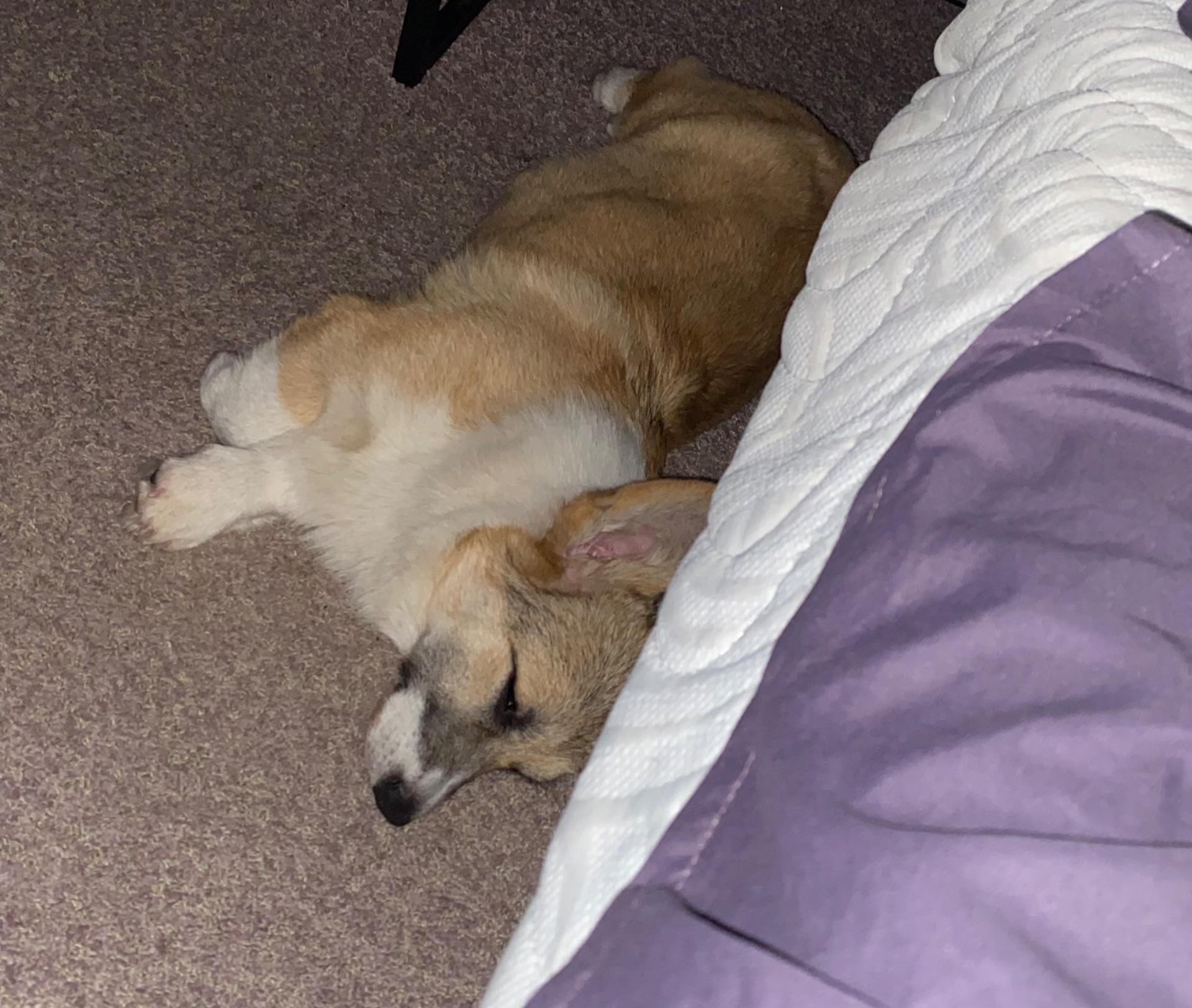 Корги щенок