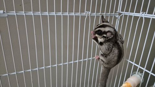 Сахарный посум, белка летяга