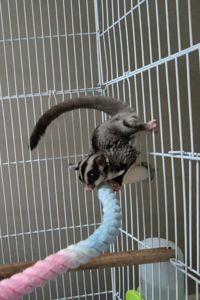 Сахарный посум, белка летяга