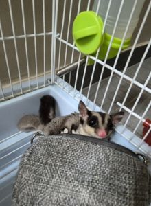 Сахарный посум, белка летяга