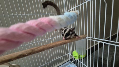 Сахарный посум, белка летяга