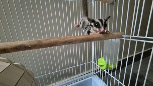 Сахарный посум, белка летяга