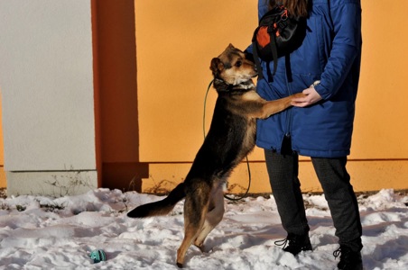 Відданий Боббі з Покровська