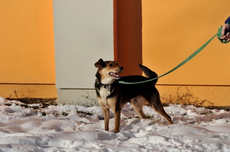 Відданий Боббі з Покровська