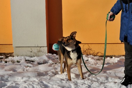 Відданий Боббі з Покровська