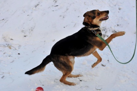 Відданий Боббі з Покровська