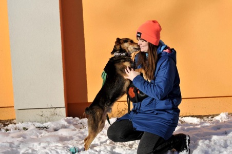 Відданий Боббі з Покровська