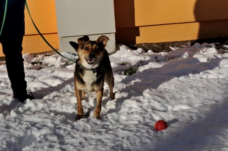 Відданий Боббі з Покровська