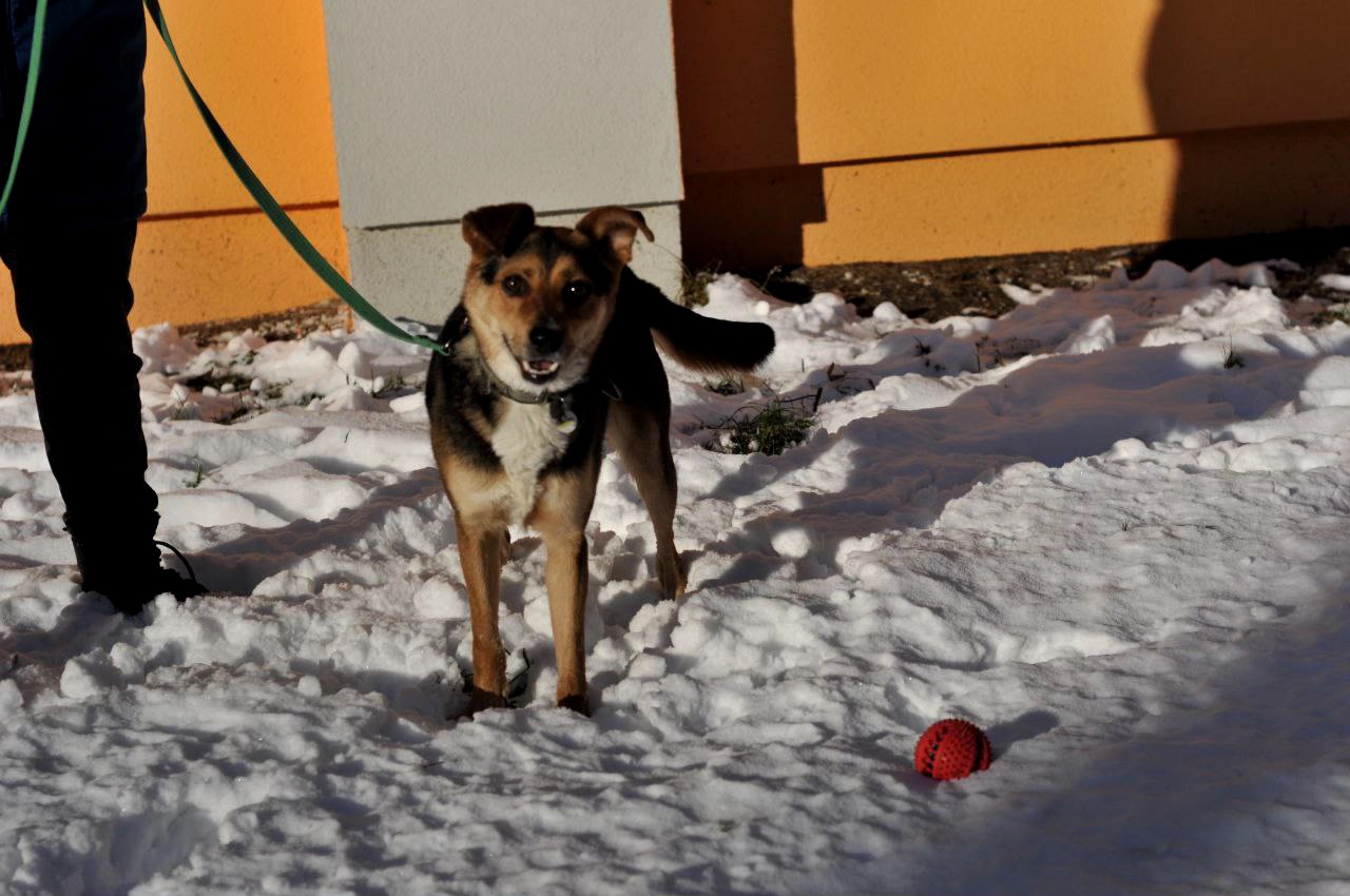 Відданий Боббі з Покровська