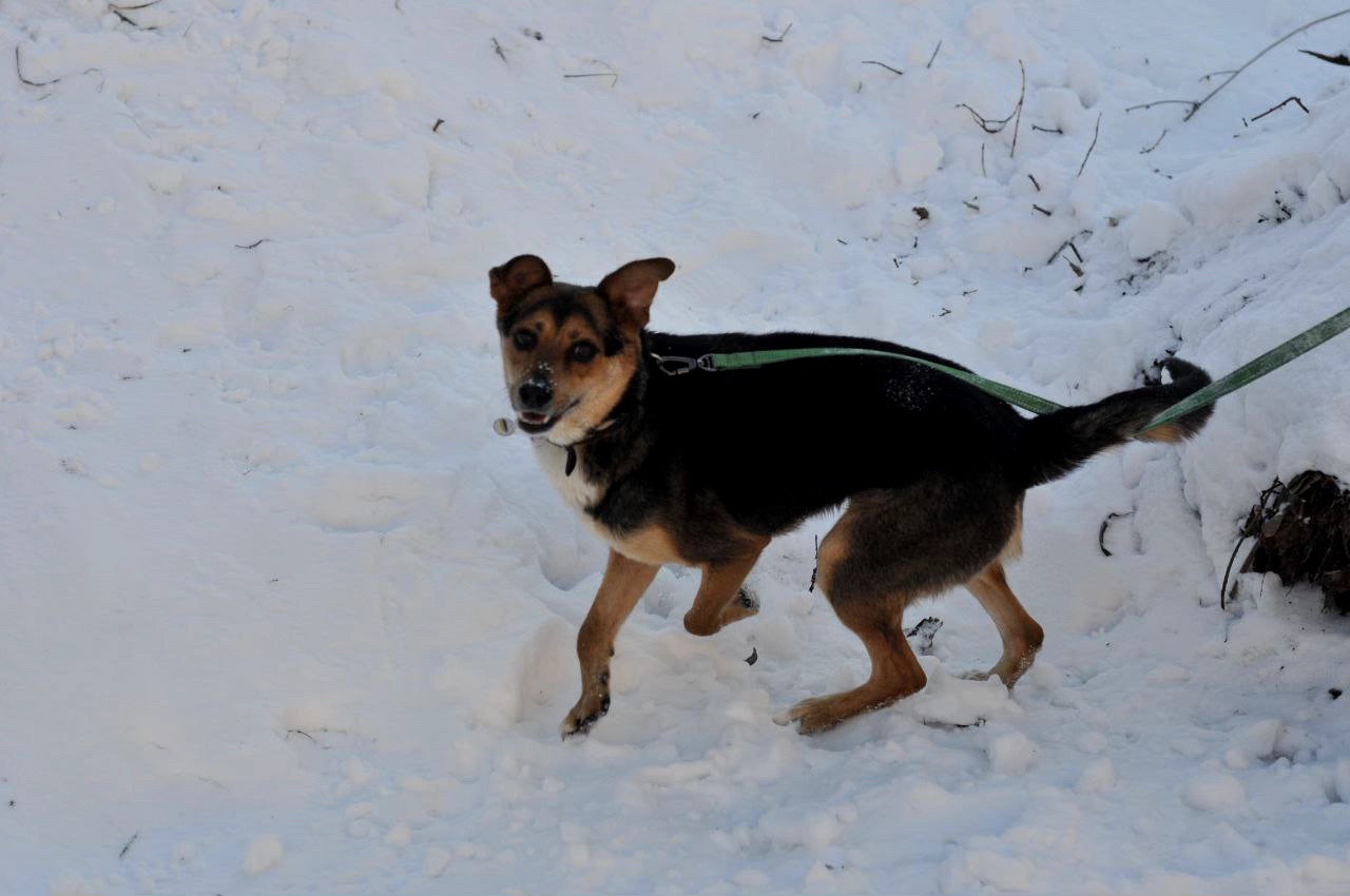 Відданий Боббі з Покровська