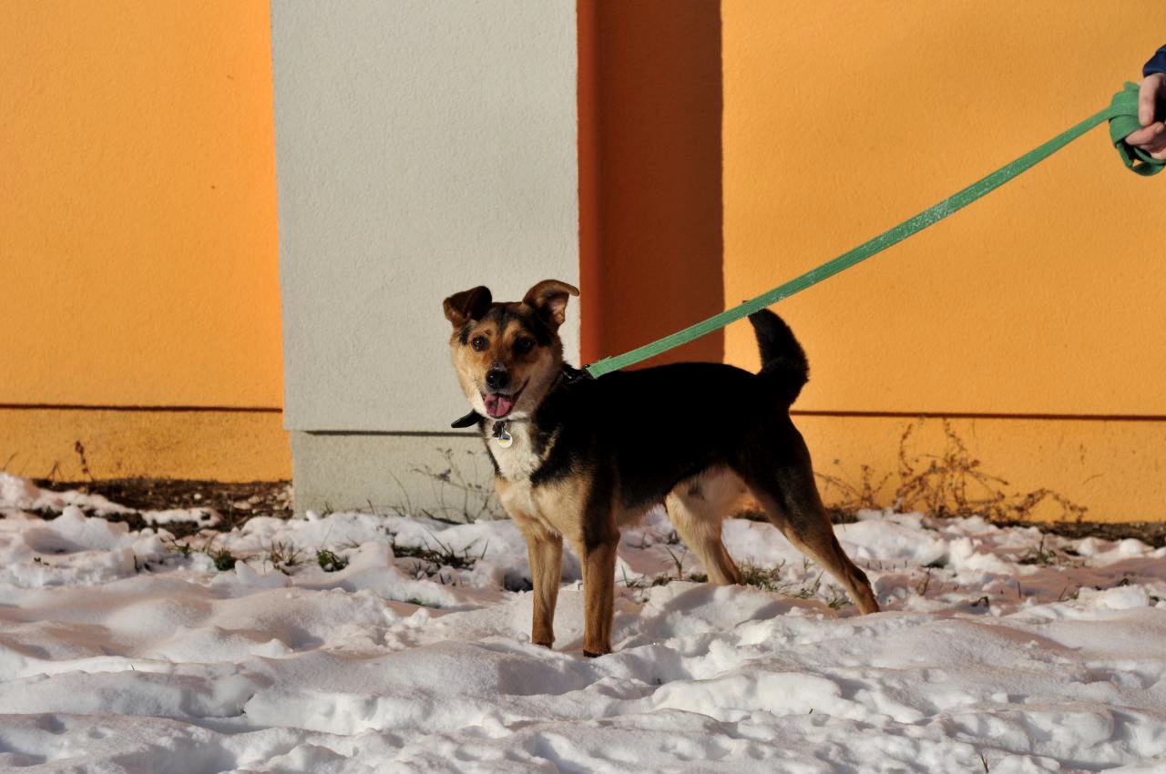 Відданий Боббі з Покровська