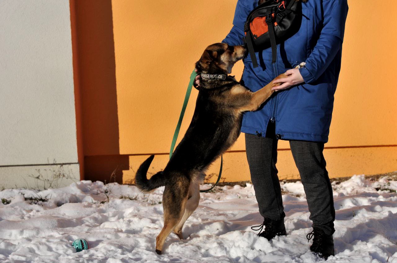 Відданий Боббі з Покровська