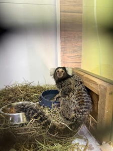 Игрунка обезьянка молодые малыши