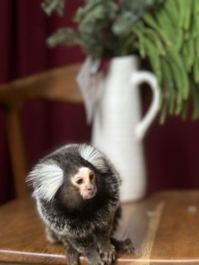 Игривые молоденькие малыши Игрунки