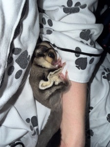 Мальчик и девочка сахарные летяги ищут заботливый дом